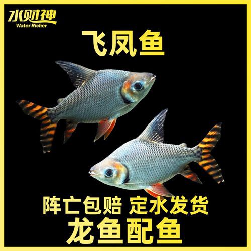 金龍魚跟飛鳳混養好嗎圖片