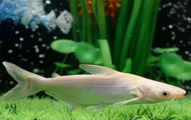 魚缸里的魚都聚在一起不愛動：如何判斷魚缸水質是否優良？