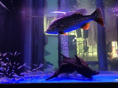 帝王三間屬于哪個層面的魚缸（帝王三間的起源與分布）