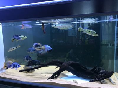 帝王三間屬于哪個層面的魚缸（帝王三間的起源與分布）