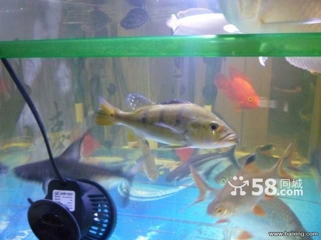 帝王三間屬于哪個層面的魚缸（帝王三間的起源與分布）