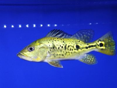 魚缸好看的小魚有哪些（斑馬魚的混養搭配金魚品種）