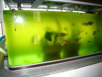 鶴崗市興安區自然花鳥魚店（鶴崗市興安區自然花鳥魚店地址）
