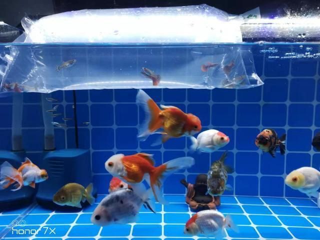 鶴崗市興安區自然花鳥魚店（鶴崗市興安區自然花鳥魚店地址）