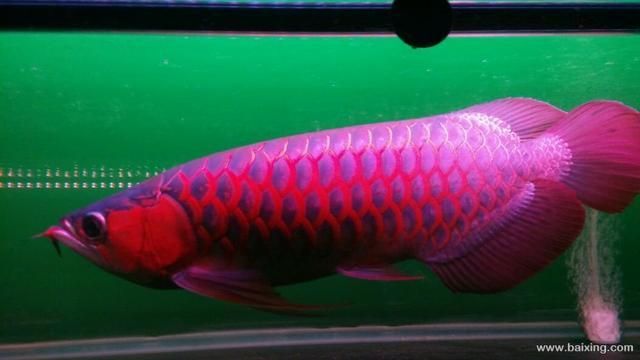龍魚去哪里批發最便宜：龍魚批發最便宜的地方是廣東肇慶市這里的龍魚批發市場規模較大