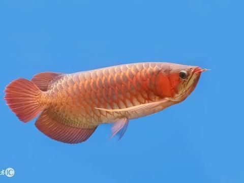 金龍魚拉黃便怎么治療：金龍魚拉黃便怎么辦