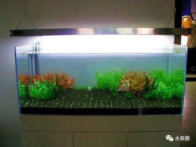 小魚缸效果圖：小魚缸效果圖是一種展示小魚缸設計、布局和裝飾效果的視覺表現 小魚缸效果圖：小魚缸效果圖是一種展示小魚缸設計、布局和裝飾效果的視覺表現 魚缸百科 第2張