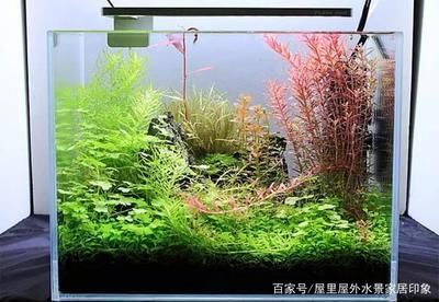 小魚缸效果圖：小魚缸效果圖是一種展示小魚缸設計、布局和裝飾效果的視覺表現 小魚缸效果圖：小魚缸效果圖是一種展示小魚缸設計、布局和裝飾效果的視覺表現 魚缸百科 第1張