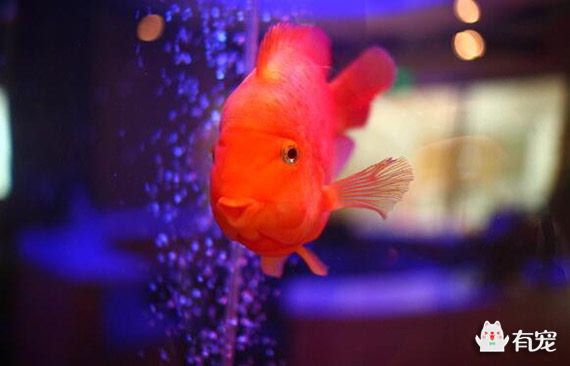 紅鸚鵡魚的健康檢查手冊：紅鸚鵡魚為什么總在魚缸底部
