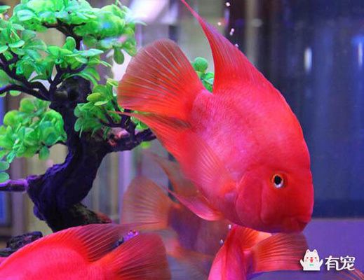 紅鸚鵡魚的健康檢查手冊：紅鸚鵡魚為什么總在魚缸底部