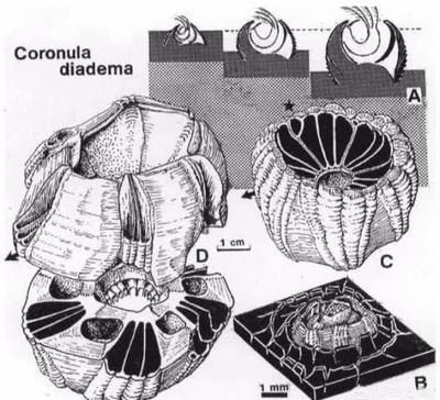 金昌龍魚魚缸：金昌龍魚魚缸，打造水族箱中的奢華藝術與生態平衡