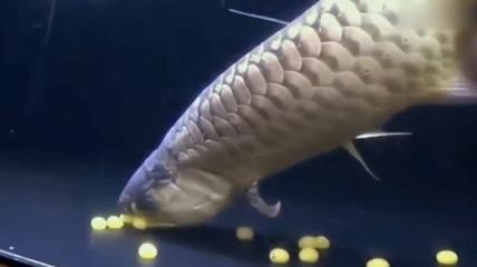 龍魚一次產(chǎn)卵多少個(gè)：亞洲龍魚的產(chǎn)卵量會(huì)有所不同，龍魚的產(chǎn)卵量可能會(huì)有所不同