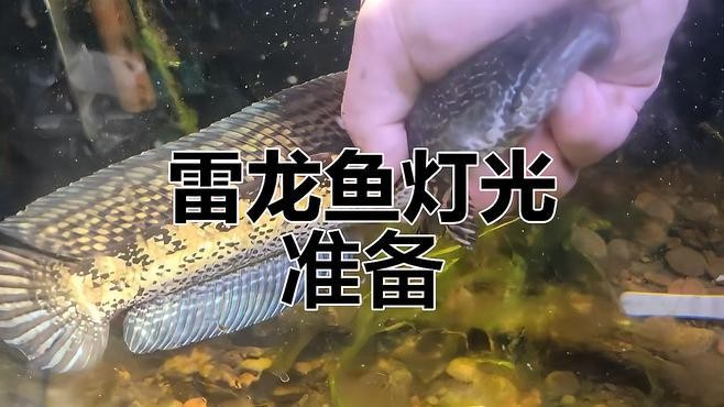 雷龍魚缸燈一直開嗎