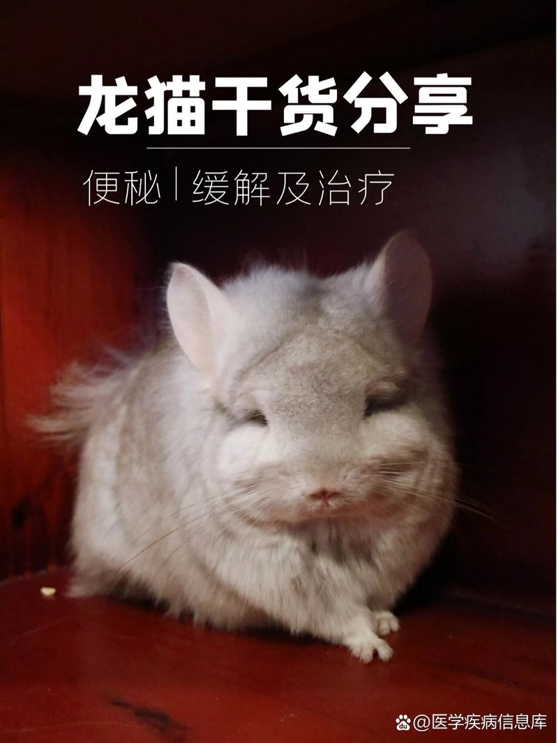 龍貓排便前有什么征兆？