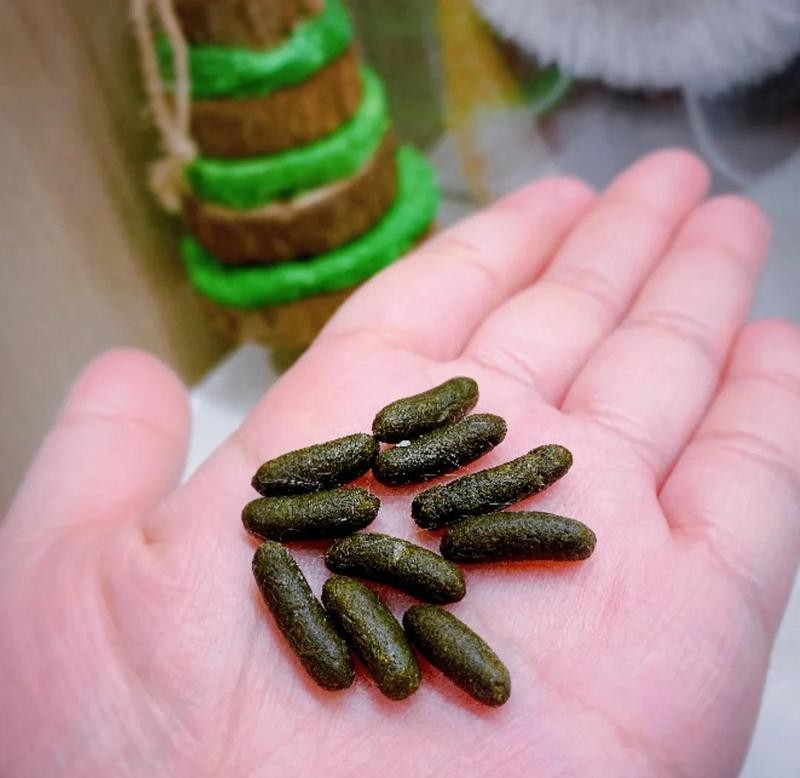 龍貓排便前有什么征兆？