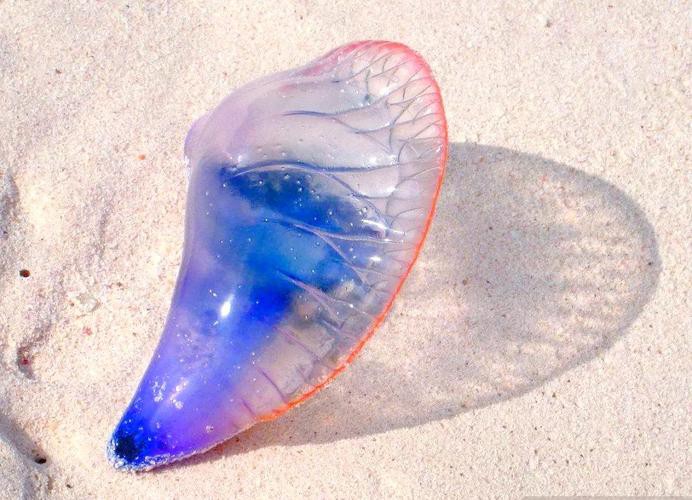 藍龍魚的圖片大全大圖高清