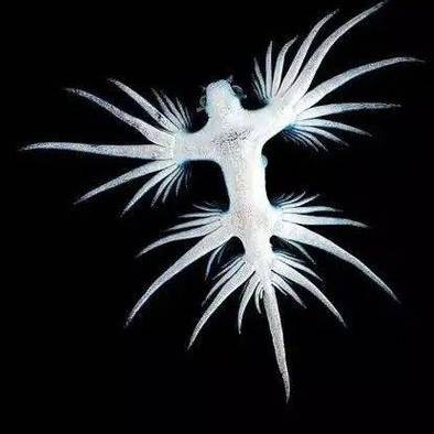 藍龍魚的圖片大全大圖高清