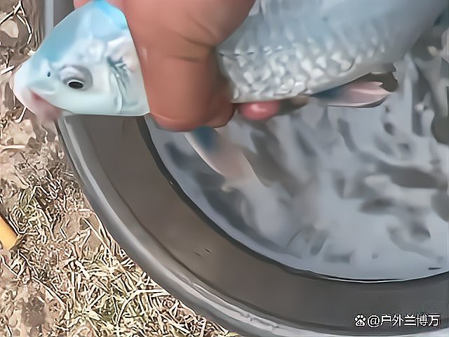 藍龍魚的圖片大全大圖高清