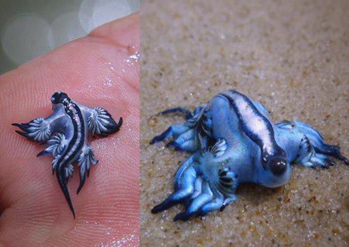 藍龍魚的圖片大全大圖高清