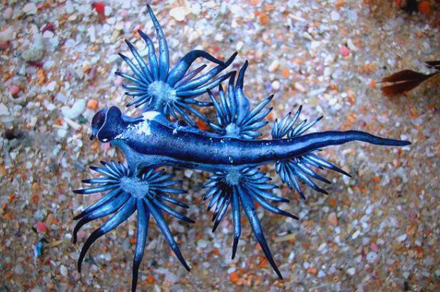 藍龍魚的圖片大全大圖高清