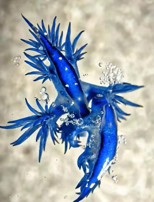 藍龍魚的圖片大全大圖高清