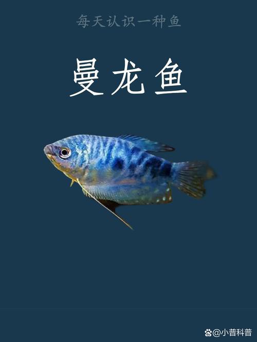 藍龍魚的圖片大全大圖高清
