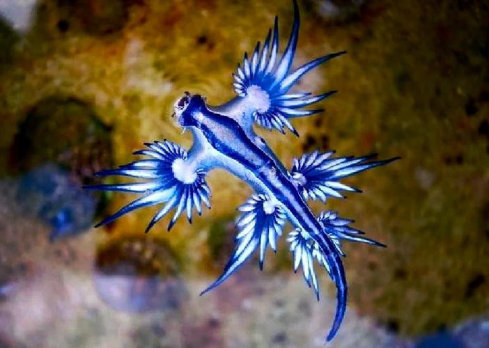 藍龍魚的圖片大全大圖高清