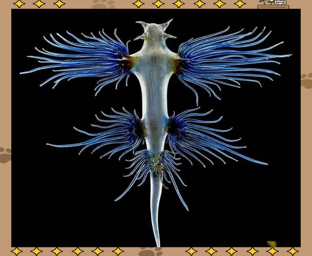 藍龍魚的圖片大全大圖高清