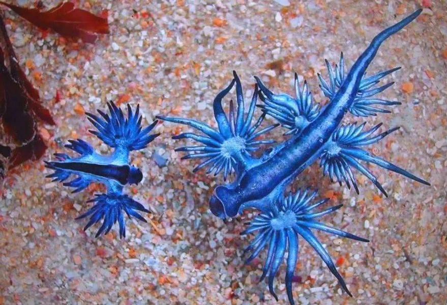 藍龍魚的圖片大全大圖高清