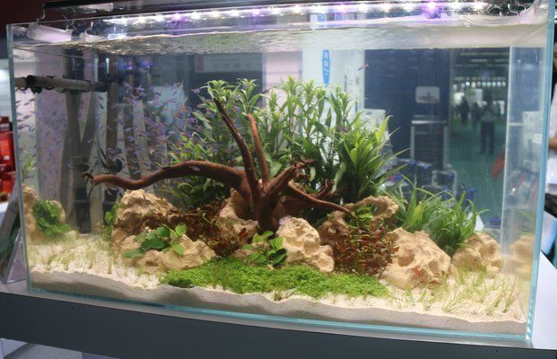 魚缸清潔的最佳實(shí)踐：紅鯉魚的水質(zhì)管理