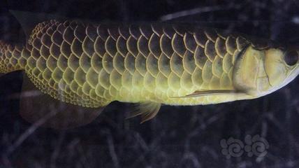 裕華雙澤水族館（裕華雙澤水族館地址）