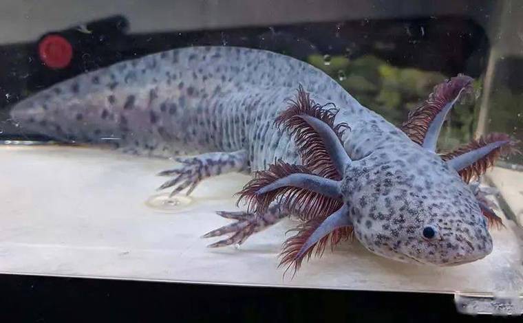 六角龍魚斷腿怎么辦圖片