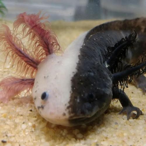 六角龍魚斷腿怎么辦圖片