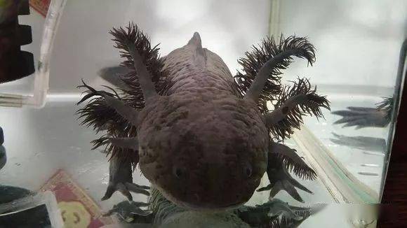 六角龍魚斷腿怎么辦圖片