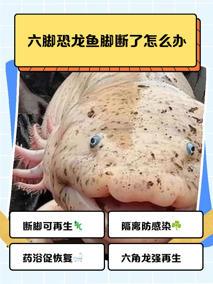 六角龍魚斷腿怎么辦圖片