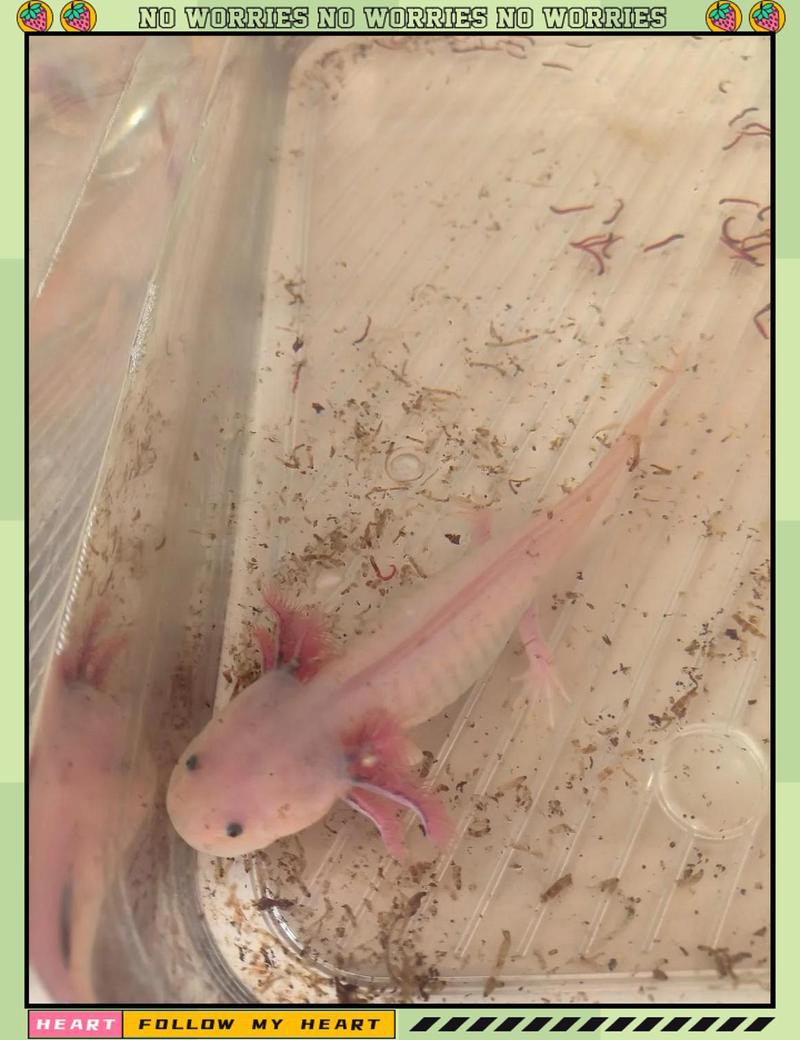 六角龍魚斷腿怎么辦圖片