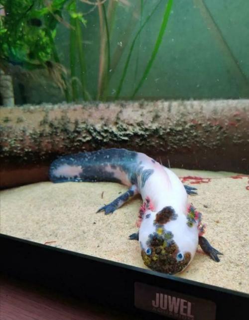 六角龍魚斷腿怎么辦圖片