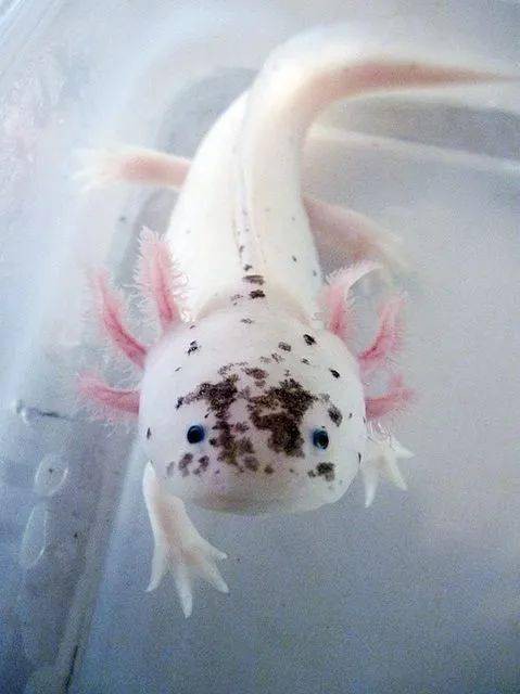 六角龍魚斷腿怎么辦圖片