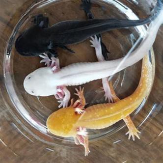 六角龍魚斷腿怎么辦圖片