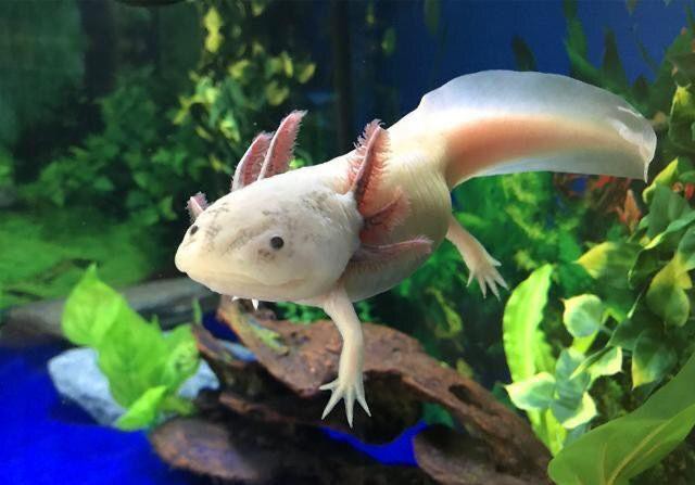 六角龍魚斷腿怎么辦圖片