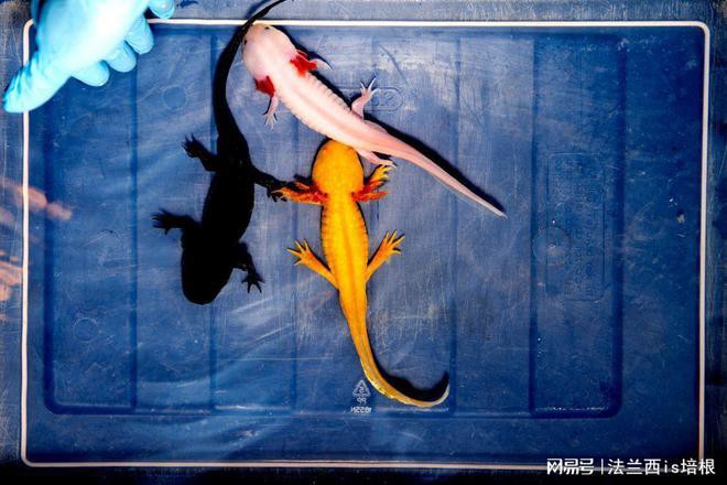 六角龍魚斷腿怎么辦圖片