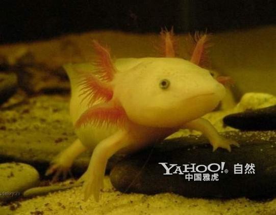 六角龍魚斷腿怎么辦圖片