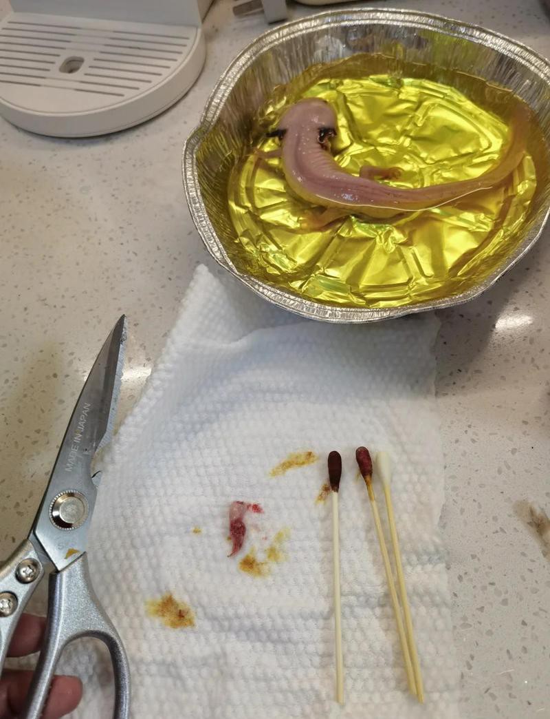 六角龍魚斷腿怎么辦圖片