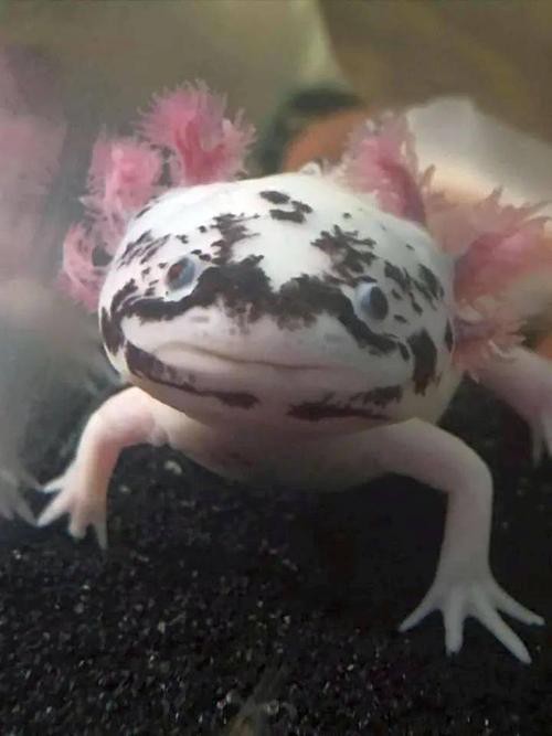 六角龍魚斷腿怎么辦圖片