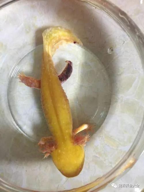 六角龍魚斷腿怎么辦圖片