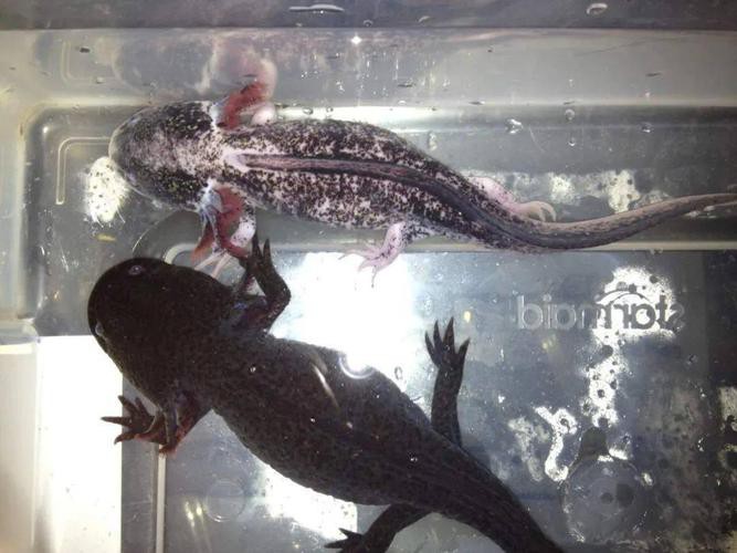 六角龍魚斷腿怎么辦圖片