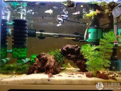 森森魚缸爆缸質保幾年，如何正確維護森森魚缸延長壽命 森森魚缸爆缸質保幾年，如何正確維護森森魚缸延長壽命 魚缸百科 第5張