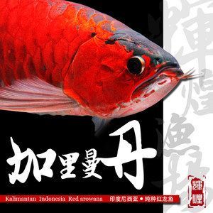 純血紅龍魚雜交紅龍區別：紅龍魚從小到大的發色過程