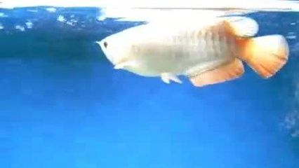 金龍魚仰著游是怎么回事：金龍魚仰著游可能是因為水質問題導致的