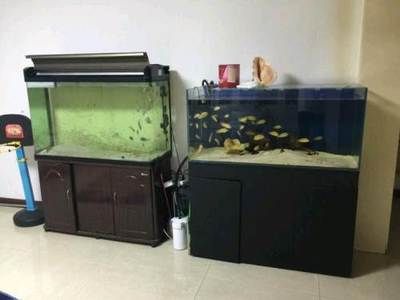 魚缸能用幾年（魚缸的壽命受多種因素影響，合理使用和保養可以延長使用壽命）